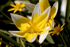 Tulipa tarda
