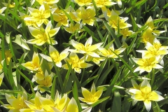 Tulipa tarda