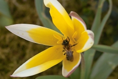 Bij op Tulipa tarda
