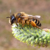 Grasbij met stuifmeel