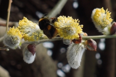 Hommel op wilg