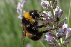 Hommel op lavendel