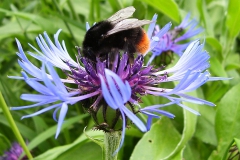 Hommel op korenbloem