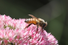 Honingbij op sedum