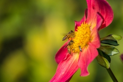 Honingbijen en solitaire bij op dahlia
