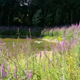 Ook de reiger vindt het leuk