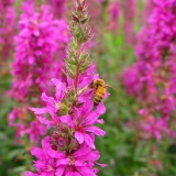 Honingbij met op de achtergrond een hommel