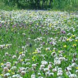 Laag bloemenmengsel als alternatief voor gazon