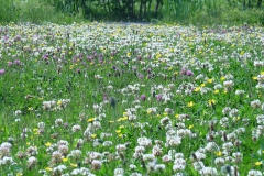 Laag bloemenmengsel als alternatief voor gazon