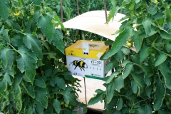 Hommelkast in tomatenserre
