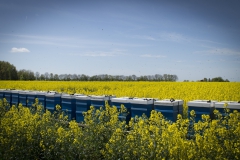 Bijenkasten in koolzaadveld