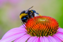 Hommel op zonnehoed