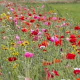 Bloemrijke akkerrand