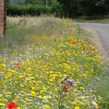 Wegberm met bloemenweide