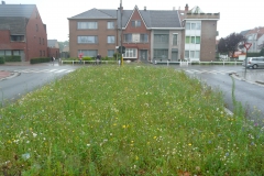 Bloemenweide in berm