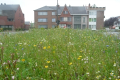 Bloemenweide in berm