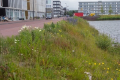 Bloemenweide langs de kaai