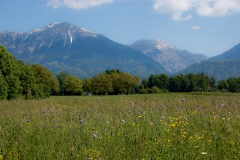 Bloemrijk grasland