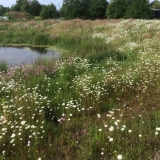 Bloemenweide rond vijver