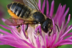 Bladsnijdersbij met buikschuier