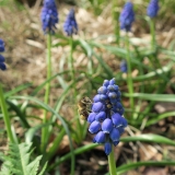 Honingbij op Muscari armeniacum