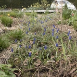 Close up Muscari