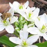 Honingbij op vogelmelk