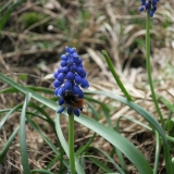 Metselbijtje op Muscari