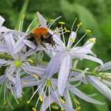 Akkerhommel op camassia cusickii (3) - 759x1139 @150PPI web