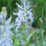 Honingbij arrival camassia cusickii - 759x1139 @150PPI web