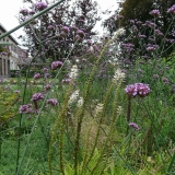 Verbena en Veronicastrum