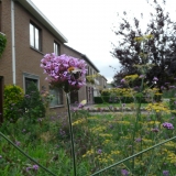 Hommel op verbena