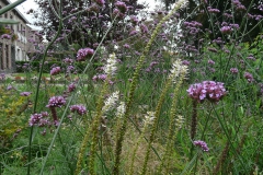 Verbena en Veronicastrum