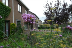 Hommel op verbena