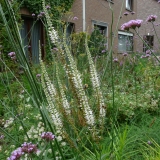 Veronicastrum virginicum 'Album'