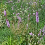 Liatris spicata