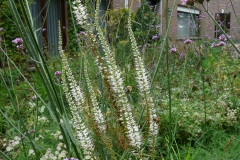 Veronicastrum virginicum 'Album'