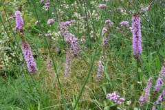 Liatris spicata