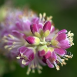 Bijtje op Clethra