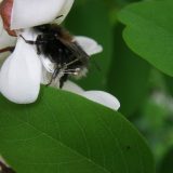 Hommel op valse acacia