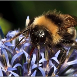 Hommel zuigt nectar op