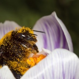 Hommel bedekt met stuifmeelkorrels