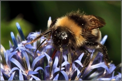 Hommel zuigt nectar op