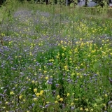 Bloemenweide Mariekerke