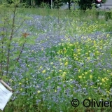 Bloemenweide Mariekerke