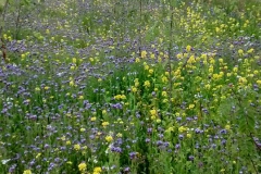 Bloemenweide Mariekerke