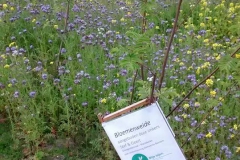 Bloemenweide Mariekerke