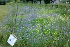 Bloemenweide Mariekerke