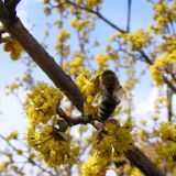 Honingbij op Cornus mas