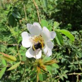 Hommel op hondsroos